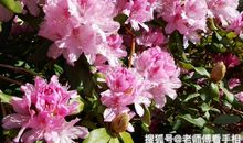 8月最后10天，天生旺夫的三大生肖女，职场上步步高升