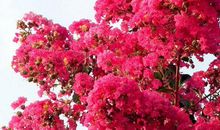 明年不破财只发财，不是官就是富的生肖，生活双喜悦，事业有大成