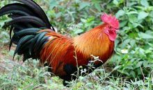 1945年属鸡的人2020年运势及运程大全解析(图文)