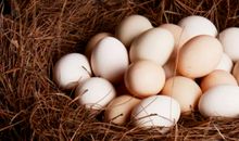 梦见鸡和鸡蛋是什么意思