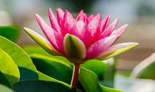 11月好运来袭，喜鹊报喜，大财小财数不清的三生肖！