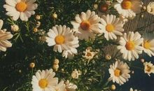 塔罗牌占卜：一张牌告诉你，有没有人在偷偷喜欢你！