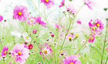 这生肖女，天生招财，鸿福旺盛，谁娶了谁富贵，快速致富