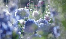 没想到，破解你的星盘挑战，就藏在“那些花儿”里（12星座花精指南）