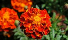 在十二生肖中，10月初有财神爷支持的3属相，运势财运挡不住