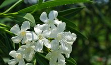 未来半年财运连连，横财不断，钞票如雨，大赚特赚的四属相