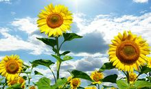 9.1-10号，偏财运大喜，3属相大财不断，事业顺财运旺