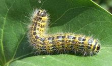 梦见毛毛虫是什么意思