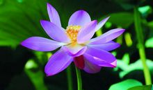 特大好消息！11月横财遍地，大富大贵不缺钱的3属相