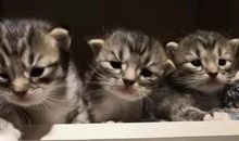 宁空间塔罗屋 一周星程 10月27日-11月2日 天蝎座新月