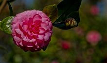 11月身边发财的机会不断袭来，触手可得，运势良好的四属相