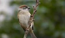 梦见麻雀是什么意思