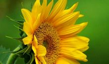 12生肖中最厉害的生肖女，一生多金又好命，越老越有魅力