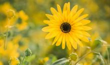 8月底，终于熬出头！3星座时来运转，苦尽甘来，生意旺，走鸿运！