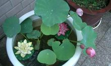 庭院荷花的风水