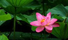 一夜之间变“富翁”！十一月起，财运翻番，富贵挡不住的3属相