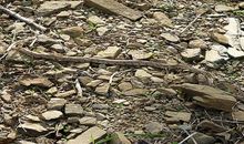 梦见踩到蛇是什么意思