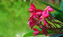 未来三个月好运大涨，吉星庇佑，终能翻身，财字当头的四属相