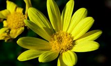 11月5号起财运猛涨，赚钱厉害，好运不请自来，钱财大旺的生肖