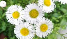 有颜值，气质佳的三大生肖女，追求者不断，让人羡慕