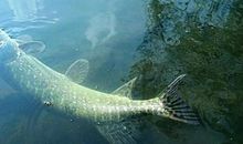 梦见水里有大鱼什么意思