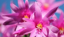 旺自己，旺夫，旺婆家的生肖女，越老越有女人味，谁娶就是“福”