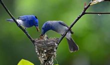 本月28号起，运达巅峰，小财易求，大财不断的三生肖