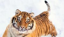 生肖虎：熬过8月，苦尽甘来，属虎人事业有了新的转机