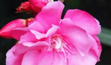 10月26号起，4属相运势由衰转旺，财运一直缠身，横财连发不停