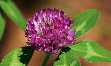 男人都爱生肖女，爱哭爱笑，爱撒娇，以后不大富也小富，福气到老