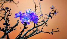 紫气东来吹醒这4生肖桃花人缘运，接着财富现！