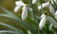 11月初到达一定程度，可以独当一面，做到高层次的星座