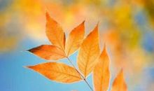 11月横财到手，财来运转，日子蒸蒸日上的四大生肖