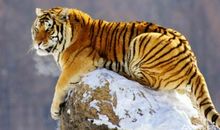 O型血属虎人乐观开朗，但人缘很差难结交到知心朋友