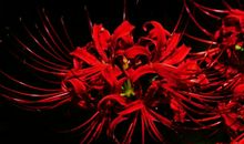 吉运缠身，未来16天内，3大生肖将财富滚滚、收获满满富裕！