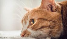 抱猫占星年运视频，双鱼座2019全年运势