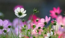 未来33天，财运飙涨，恭喜3生肖,财源蹭蹭涨，金银花不完