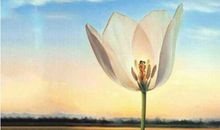 最大男子主义的四大生肖，不会哄老婆很直男，有你老公吗？