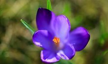 未来一周贵人相助，命里藏金，横财不断，四属相翻身机遇越来越多