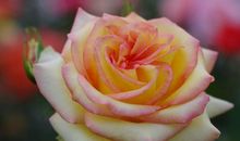 未来三个月贵人帮扶，事业高升财运旺，四属相横财发，连日喜