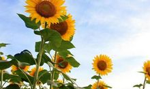 下周财运红似火，喜事频频，让人羡慕不已三生肖