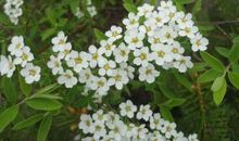 命里带财总显现，春节前三大生肖生意红火，职位高升，身价暴涨！