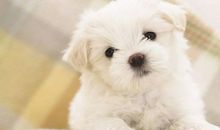 生活变美好，日子无烦恼！今年9月起财星在顶，财来有道的3生肖！