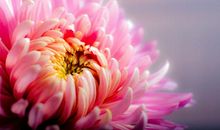 11月开始，天降财运，3大生肖，财富临身，喜事连连