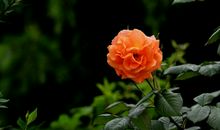 很重视感情，要么深爱，要么不爱，绝不会因为孤单而将就的属相