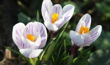 11月起财运将一发不可收拾，生意大赚，钱财越来越多的四属相