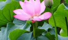 原创 8月25号开始财运亨通，四生肖喜事缠身，横财来袭!