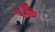 属兔、属虎人：10月23号桃花运飙升，财气旺盛，一生幸福