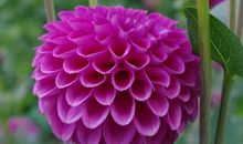 相处起来很开心，独具魅力，让男人钟爱一生，念念不忘的属相女