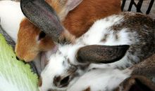 财运最好的生肖，事业能一帆风顺，还能大赚一笔的生肖！